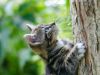 A healthy cat is a happy friend!
