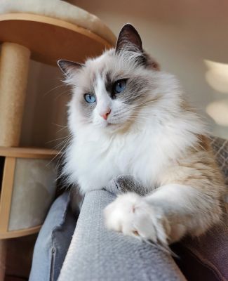 Quick and convenient way to manage your pet's diet