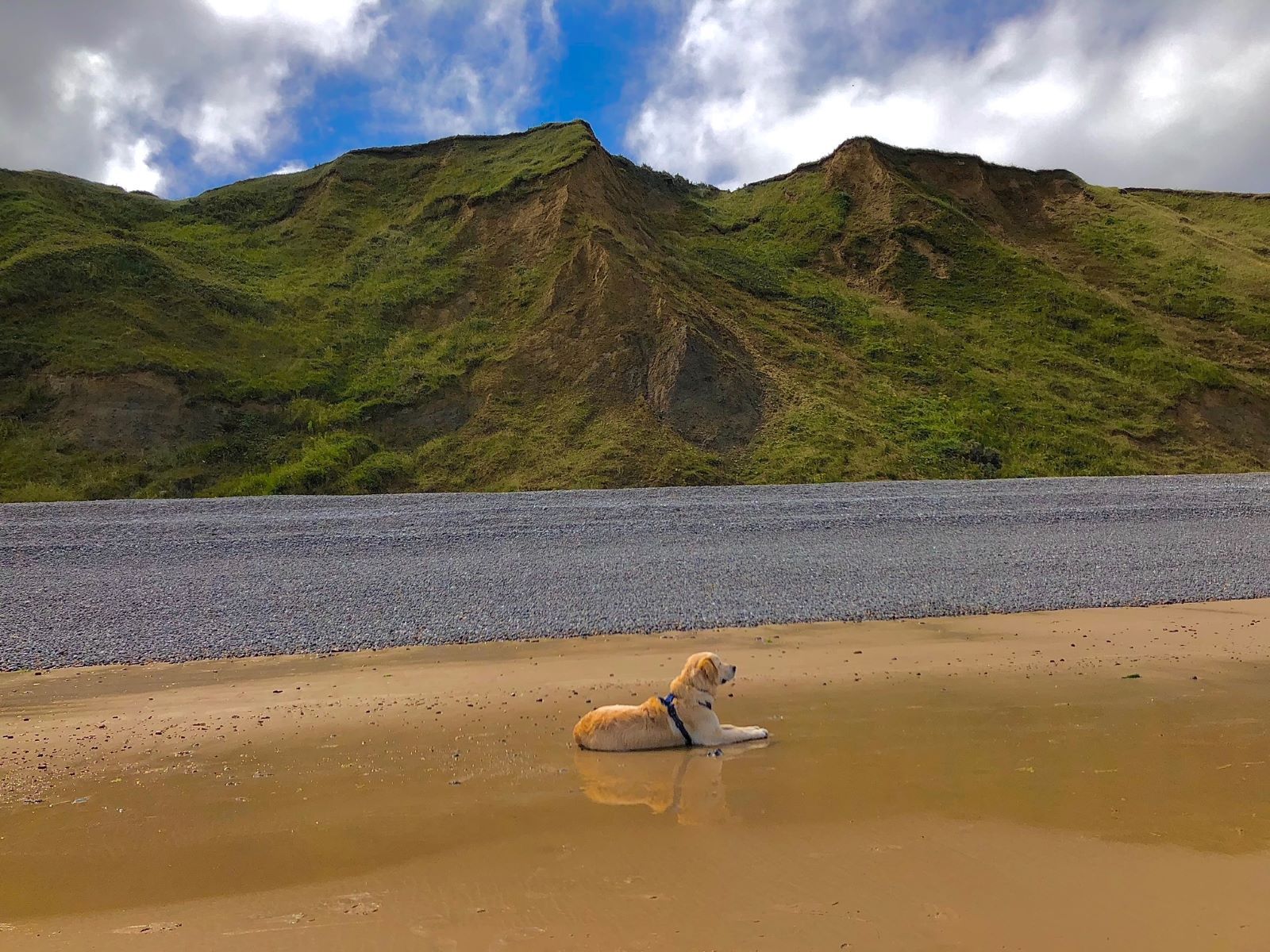 Dogs love beaches, it's a fantastic reward for a long car trip.