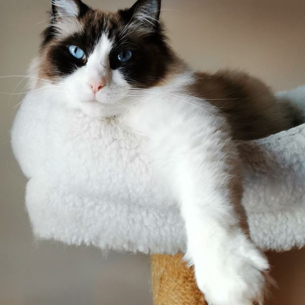 Own a cat in Caldecote? Join Paws Pet Health Club!