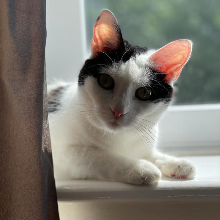 Home visits for stressed pets in the Biggleswade area.