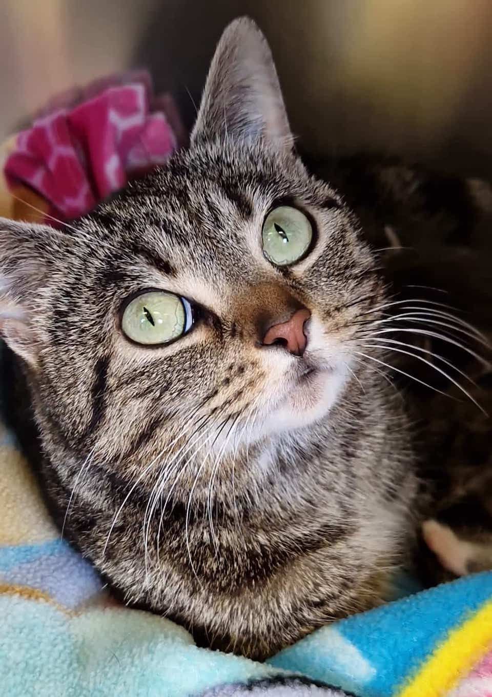 Cat owners often benefit from insurance