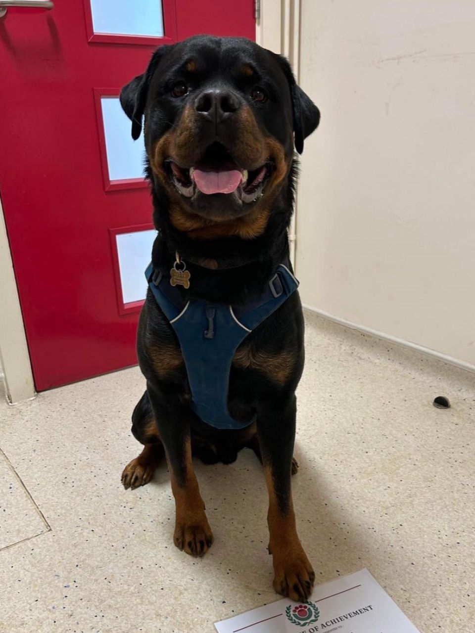 Ruby now likes to visit us in Upper Caldecote!