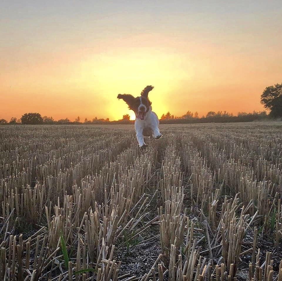 Make sure your pet stretches his/her legs during long trips!